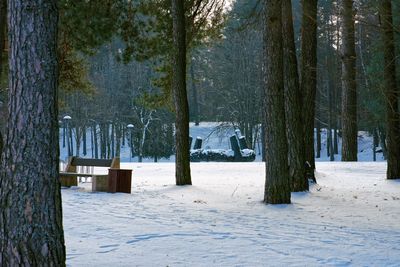 Trees on snow covered field