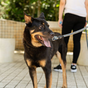 Low section of person with dog standing on footpath