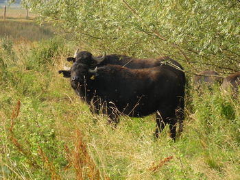 Horse on field