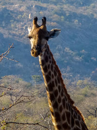 Close-up of an animal