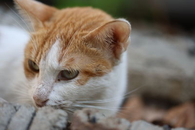 Close-up of cat