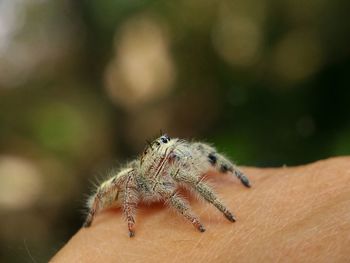 Close-up of jumping spider on hand