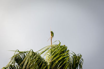 Close-up of grasshopper on plant against clear sky