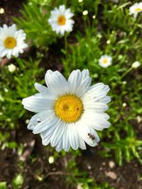 Close-up of white daisy flower