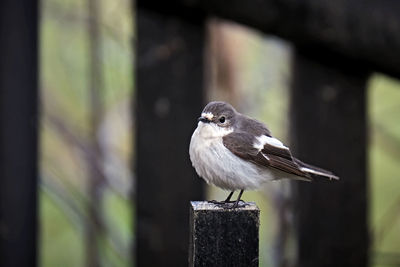 Close-up of bird perching on wood