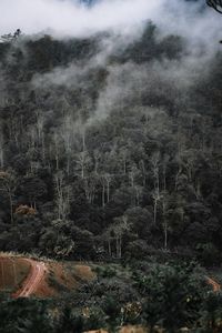 Trees in forest