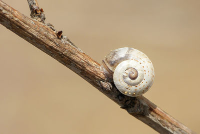 Close-up of snail on tree branch