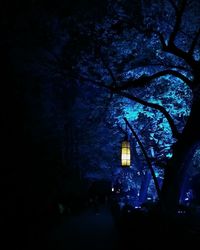 Illuminated trees at night