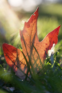 Close-up of dry maple leaf on grass