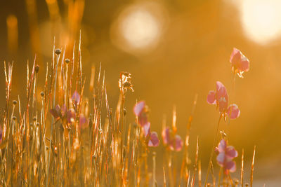 Close-up of flowering plants on field