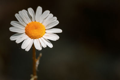 Close-up of white daisy flower