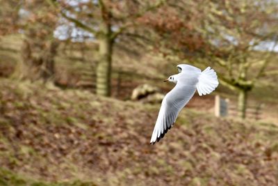 Close-up of white bird flying against trees