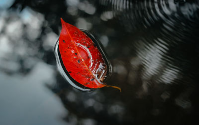 High angle view of fish swimming in lake