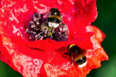 Close-up of bee pollinating on red flower