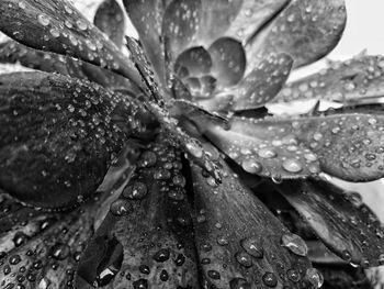 Close-up of water drops on leaf