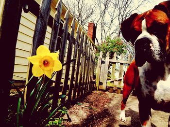 Close-up of dog on fence against trees