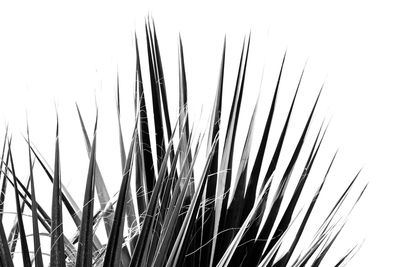 Close-up of plants against clear sky