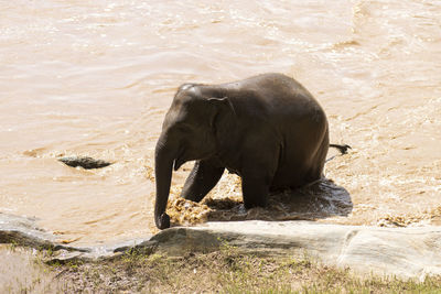 The baby elephant was walking across the river to the other side. when the river