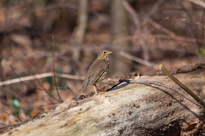 Close-up of bird perching on tree