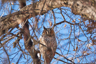 Low angle view of bird perching on tree