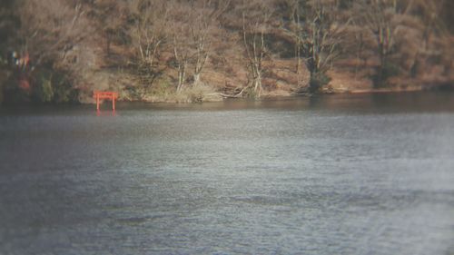 Reflection of trees in water