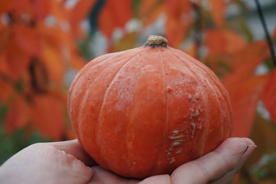 Cropped hand holding pumpkin against plants during autumn