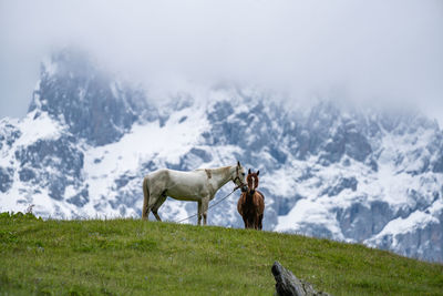 View of a horse on field