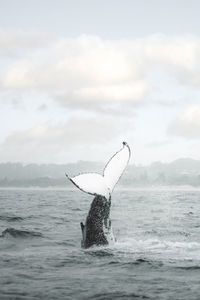 Whale in open sea