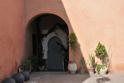 Potted plants outside building