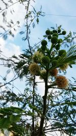 Low angle view of tree against sky