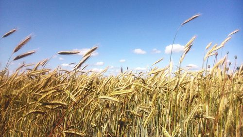 Crop on field against clear sky