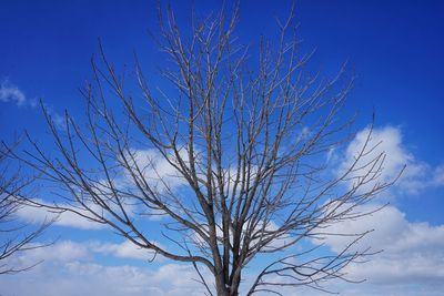 Low angle view of bare tree against blue sky