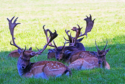 Deer in a field