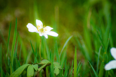 Close-up of white flowering plant on field