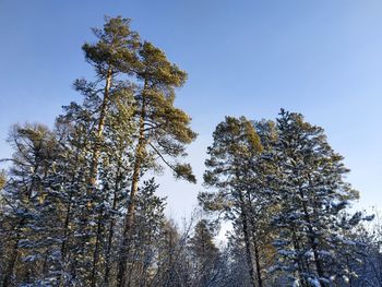 Low angle view of trees against sky during winter