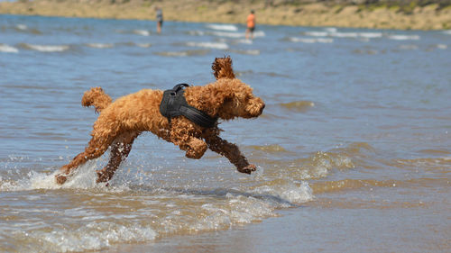 Dog running in the surf