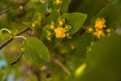 Close-up of yellow flowering plant