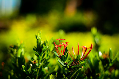 Close-up of flowering plant on field