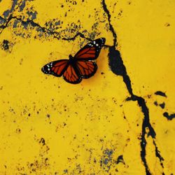 Close-up of butterfly on yellow flower