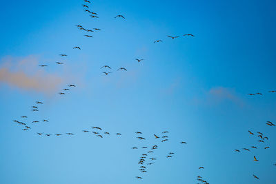 Low angle view of birds flying against blue sky