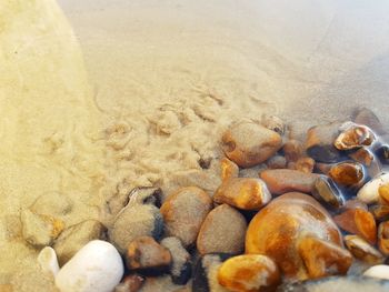 High angle view of shells on shore