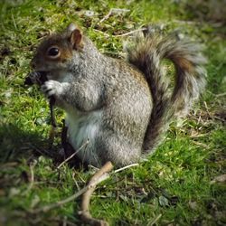 View of an animal in field