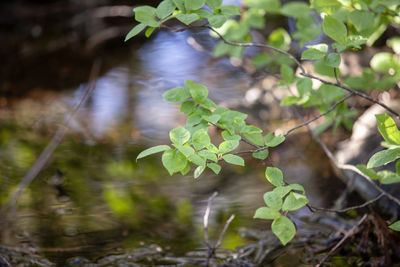 Close-up of fresh green leaves