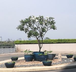 Plant by tree against clear sky