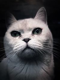 Close-up portrait of cat