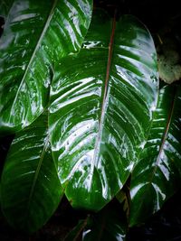 Close-up of wet plant leaves during rainy season