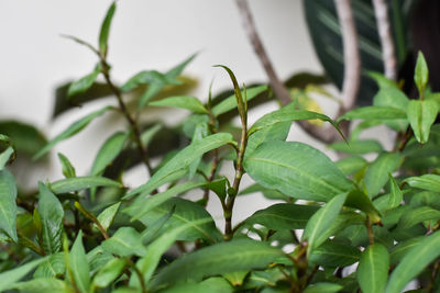 Close-up of green leaves on plant