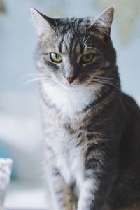 Close-up portrait of cat