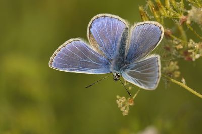 Closeup on a colorful icarus blue, polyommatus icarus, with sunbathing open wings in a meadow