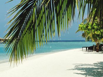 Palm trees on beach against sky